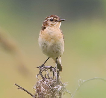 Луговой чекан / луговой чекан