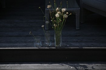 одуванчики / Беларусь