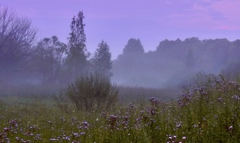 Утренняя пелена тумана на опушке леса / Утренняя пелена тумана на опушке леса