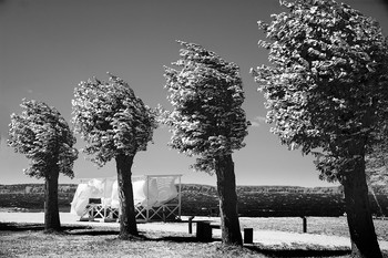 четыре тополя и ветер / снимок на пляже