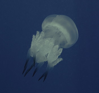 Медуза / Медузы Японского моря. Медузы (jellyfish) любят теплую воду и, как правило, обитают в закрытых бухтах, где мало течений. Чаще всего медуз в Приморье можно встретить в зарослях морской травы.