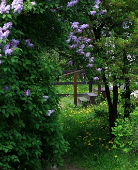 Цветение / Коломенское