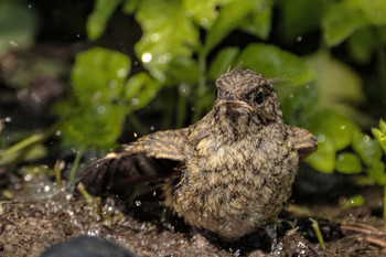 водные процедуры / молодая горихвостка