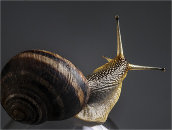 &nbsp; / Описывать фото словами??? Может ещё объяснять смысл анекдотов