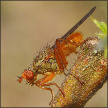 Готовность к взлету. / Мы привыкли, что мухи серые и не очень привлекательные. Однако очень много видов двукрылых с различной окраской.
