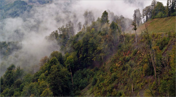 Низкая облачность / Лес в горах, лес в облаках в окрестностях Роза-Хутора