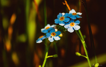 Незабудки / Незабудки