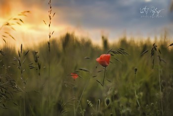 &nbsp; / Getreidefeld mit Mohnblumen.