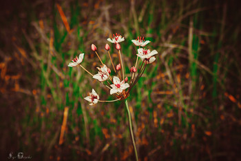 Сусак зонтичный / Сусак зонтичный