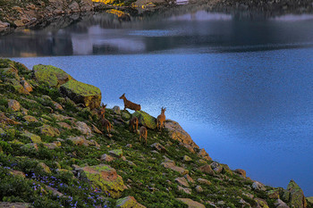Утро на Большом Софийском озере / Кавказ. Архыз.