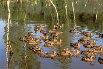 Лесное болото / Утята