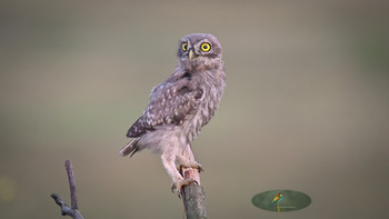 Little owl / https://vk.com/video418481583_456239029