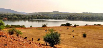 Священые коровы на пастбище / Священые коровы на засушливом пастбище в Индии