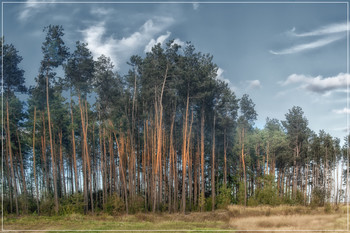 сосновый бор / сосны, жара