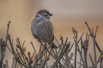 воробушек / воробей
