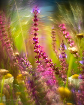 Яркие краски лета / ***