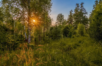 На закате дня в лесу. / 17 июля 2021. Дальний восток, Московской области, Дрезна....
