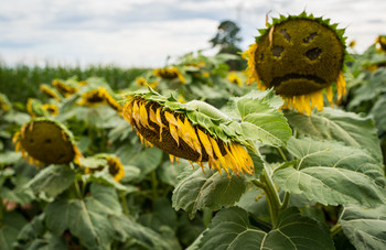 &nbsp; / sunflowers