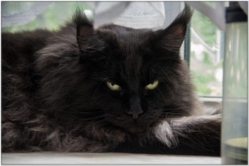 котик Маркиз / призадумался