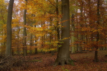 Осенняя палитра.. / Поздняя осень в лесу.