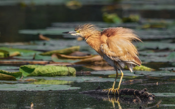 Растрёпа... / Жёлтая цапля на утренней охоте.