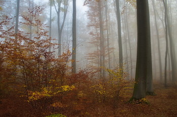 Была такая осень. / Утренний туман в осеннем лесу .