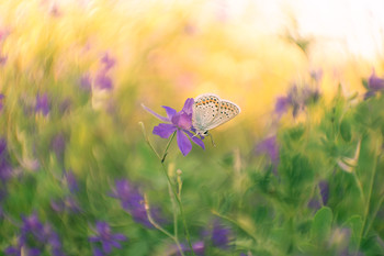 Про бабочку / ***