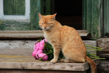 Деревенская жизнь и кошки / Пошарпанный соседский кот пришел