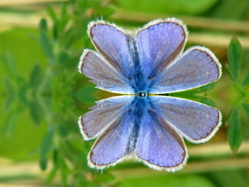 Живой цветок / Голубянка икар.