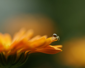 Гость / Небольшой паучок на цветке Календулы.