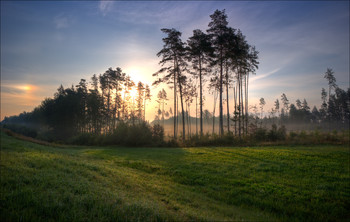 Утренний туман в лесу / Пейзаж Беларуси