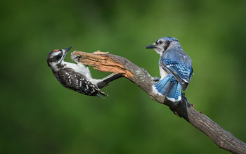 Rivals: Hairy Woodpecker (male, juvenile) vs. Blue Jay / Соперники: Волосатый дятел (самец, молодой) против Голубой сойки