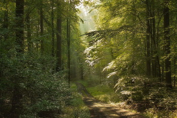 Лес проснулся / Утро в летнем лесу .