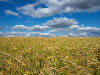Русское поле / лето , пшеница , синее небо