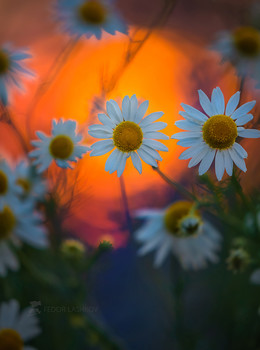 Ромашки на закате / Июль, 2021 год.
Лебедянский район, Липецкая область.