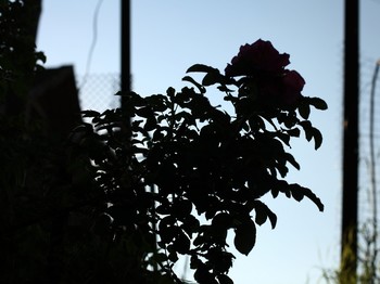 Жизнь вокруг / Описание