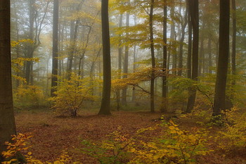 В гостях у осени ... / Осенний лес . Пейзаж .