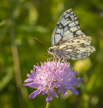 Летним утром. / Пестроглазка галатея, или галатея (Melanargia galathea Linnaeus, 1767)