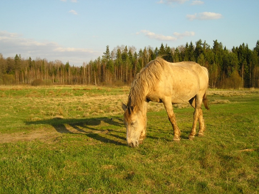 Конь авторы музыки и слов. Пейзаж с лошадьми фото. Конь 800 тонн. Фото с автором лошадь.