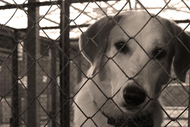 Московский приют для собак. Приют для животных новый уренгой. Собачий приют здание. Комната в приюте для собак. Центр содержания животных.