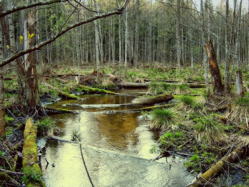 Весна в лесу фотографии