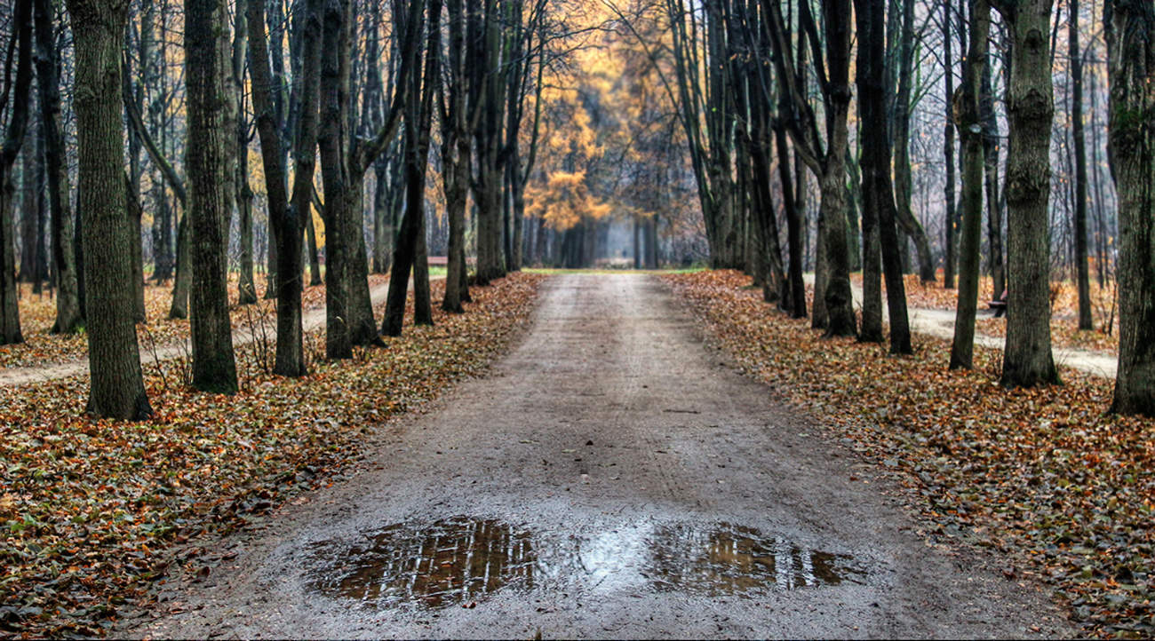 Прогулка ноябрь. Парк в ноябре. Ноябрь без снега. Поздняя осень прогулка. Дождливая аллея парка.