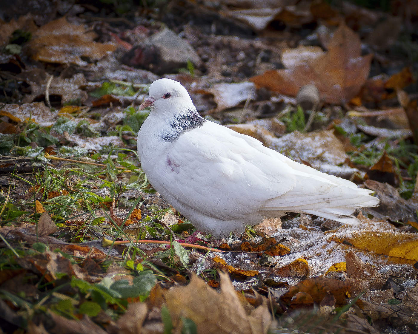 Зеленокрылая горлица. Белый лесной голубь. Дикий голубь горлица. Голуби анатолийская чайка. Горлица лесная.