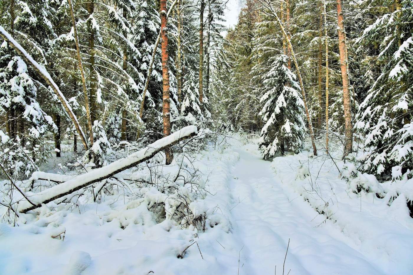 Следующий декабрь. Декабрьский лес. Лес в декабре. Зама в лесу декабрь. Город Лесной в декабре.