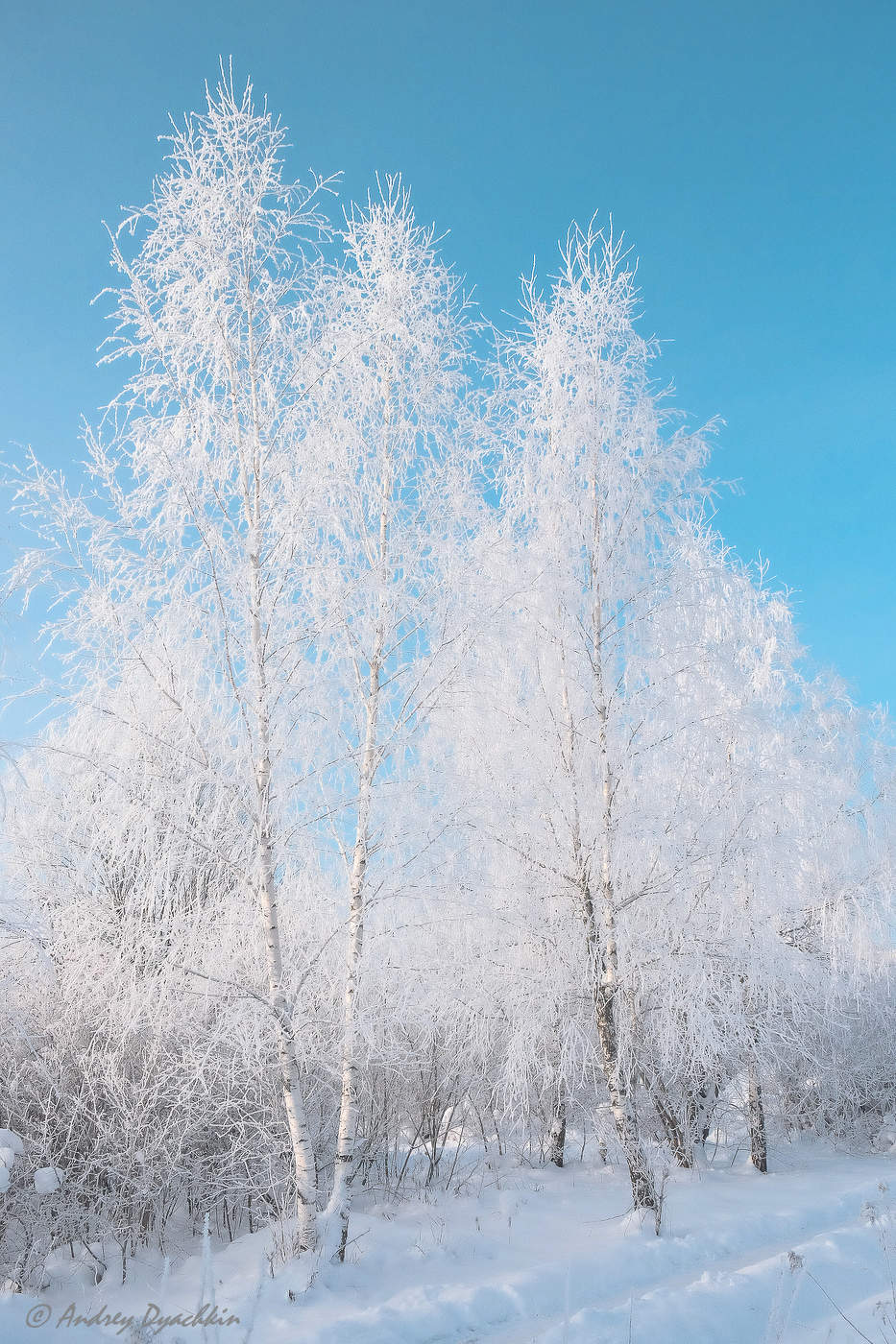 Цвет белая береза