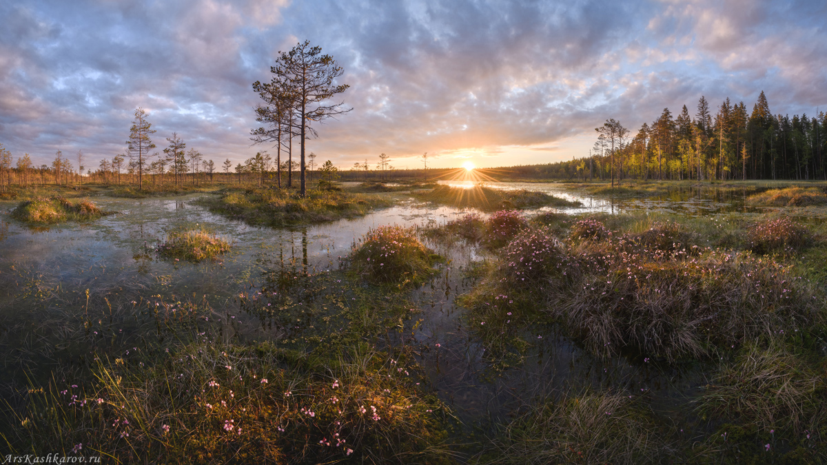 Болото северных краев. Пейзаж болото. Болота Ленинградской области. Верховое болото. Болото Северное картина.