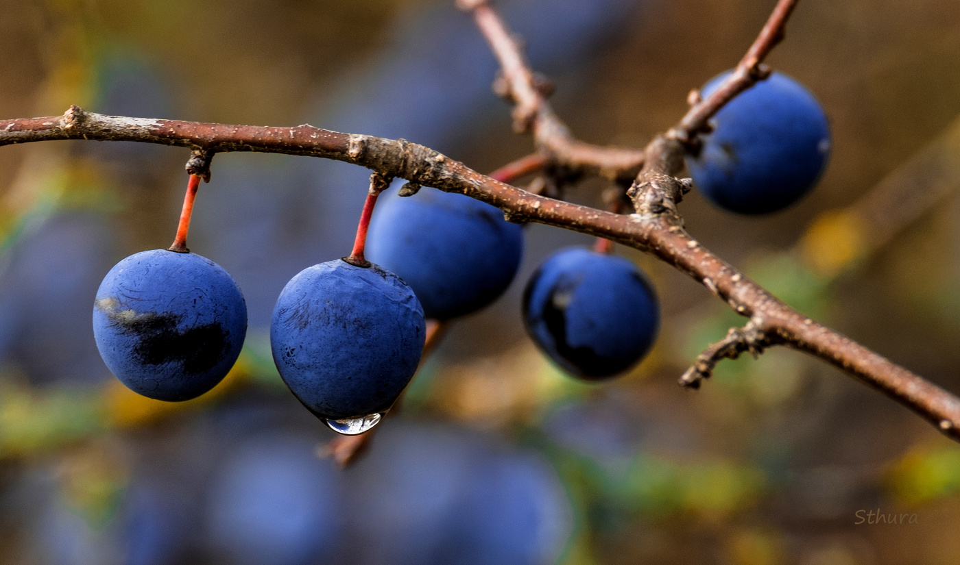 Серые ягоды. Дёр ягода. Дер ягода фото. Blueberry musician.