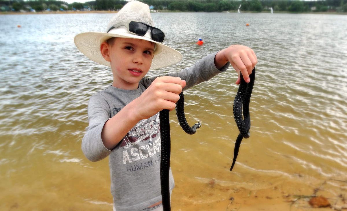 Мальчик наловил 8 жуков. Змея в озере. Ладонежское озеро змея. Lake Snake.