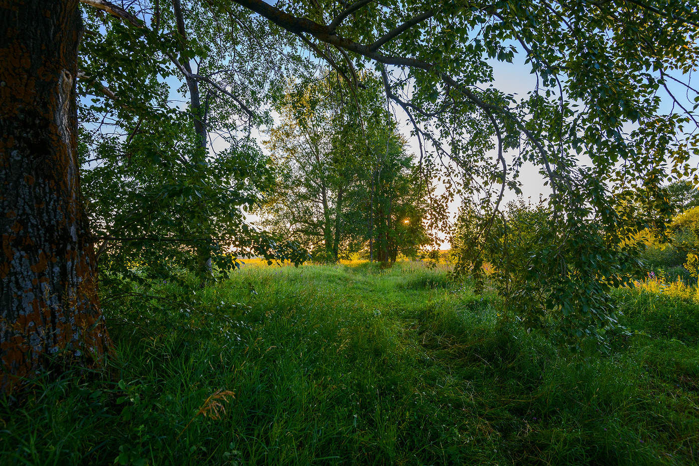 Забытая дорога. Летняя дорога. Лето август.