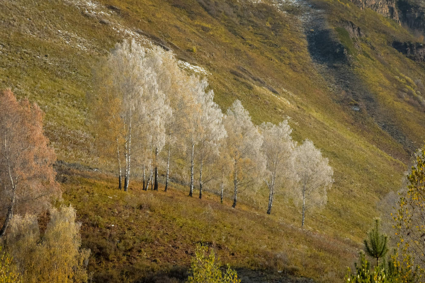 Какая будет осень в сибири. Осень в Сибири. Фото дерева березы в Дебальцево. Симфония природы.